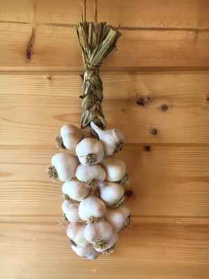 Garlic_braid